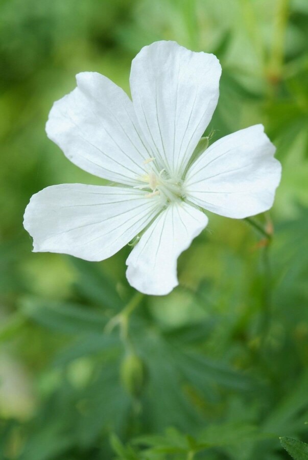 Bloody cranesbill Geranium sanguineum 'Album' 10-15 pot C2 Geranium sanguineum 'Album'