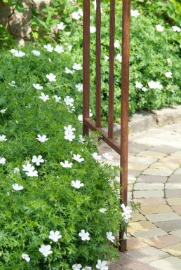 Bloody cranesbill Geranium sanguineum 'Album' 10-15 pot C2 Geranium sanguineum 'Album'