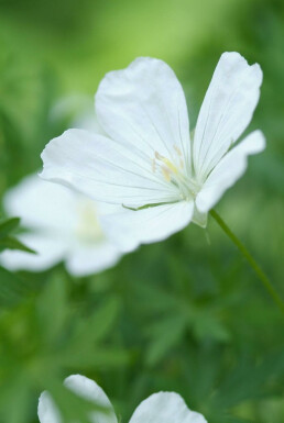 Bloody cranesbill Geranium sanguineum 'Album' 10-15 pot C2 Geranium sanguineum 'Album'