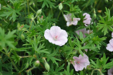 Striped bloody cranesbill Geranium sanguineum 'Striatum' 10-15 pot C2 Geranium sanguineum 'Striatum'