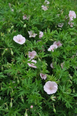 Striped bloody cranesbill Geranium sanguineum 'Striatum' 5-10 pot P9