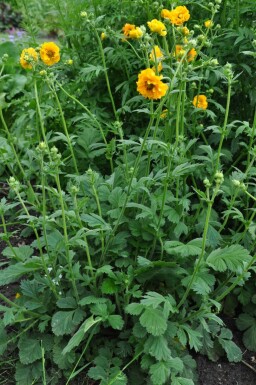 Avens Geum chiloense 'Lady Stratheden' 5-10 pot P9 Geum chiloense 'Lady Stratheden'