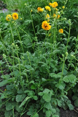 Avens Geum chiloense 'Lady Stratheden' 5-10 pot P9