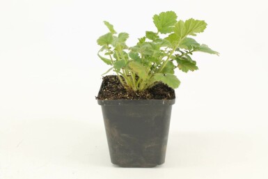 Avens Geum chiloense 'Lady Stratheden' 5-10 pot P9 Geum chiloense 'Lady Stratheden'