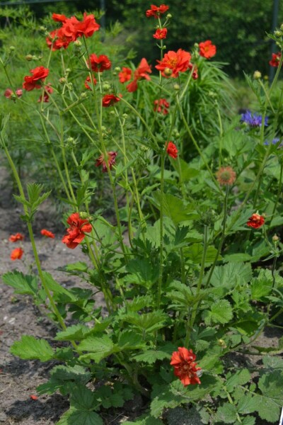 Avens Geum chiloense 'Mrs Bradshaw' 5-10 pot P9 Geum chiloense 'Mrs Bradshaw'