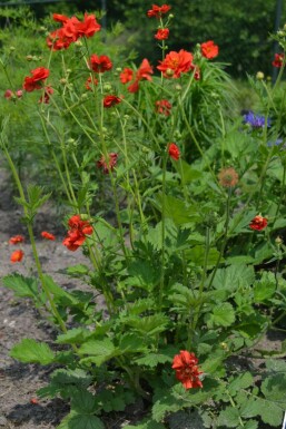 Avens Geum chiloense 'Mrs Bradshaw' 5-10 pot P9 Geum chiloense 'Mrs Bradshaw'