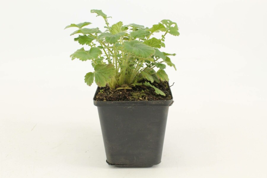Avens Geum chiloense 'Mrs Bradshaw' 5-10 pot P9 Geum chiloense 'Mrs Bradshaw'