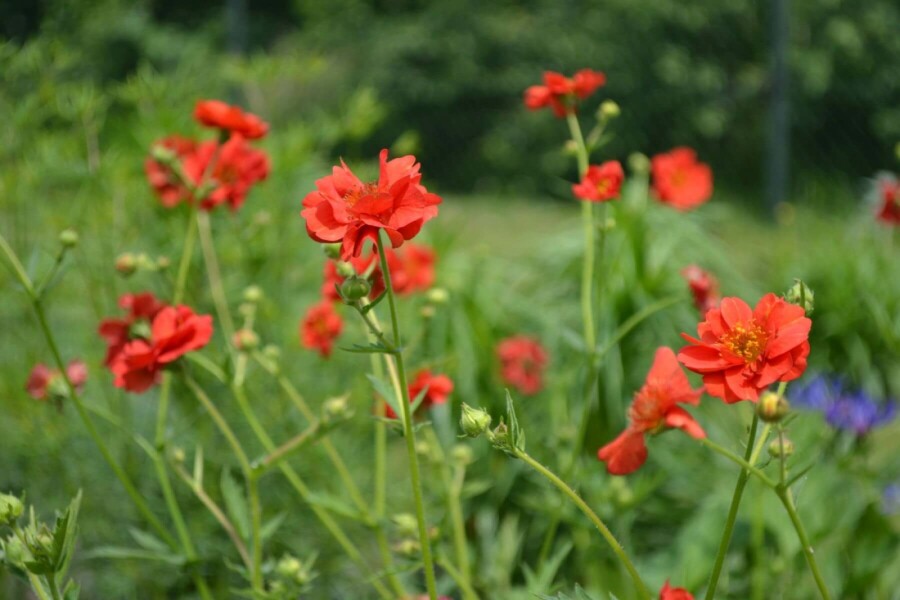 Avens Geum chiloense 'Mrs Bradshaw' 5-10 pot P9 Geum chiloense 'Mrs Bradshaw'