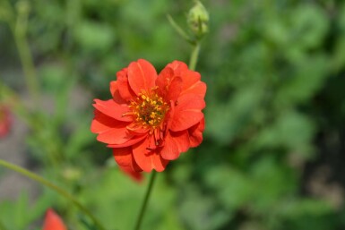 Avens Geum chiloense 'Mrs Bradshaw' 5-10 pot P9 Geum chiloense 'Mrs Bradshaw'
