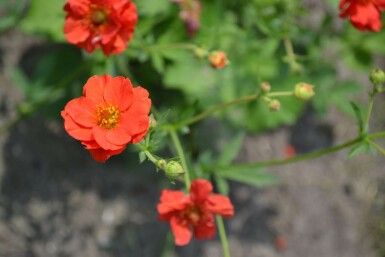 Avens Geum chiloense 'Mrs Bradshaw' 5-10 pot P9 Geum chiloense 'Mrs Bradshaw'