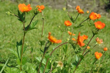 Scarlet-flowered avens Geum coccineum 'Borisii' 5-10 pot P9