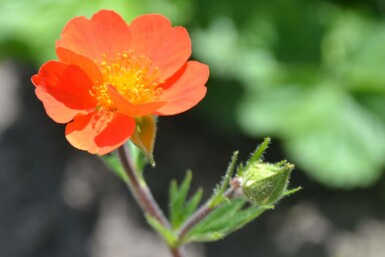 Scarlet-flowered avens Geum coccineum 'Borisii' 5-10 pot P9