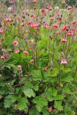 Water avens Geum rivale 'Leonard's Variety' 5-10 pot P9 Geum rivale 'Leonard's Variety'