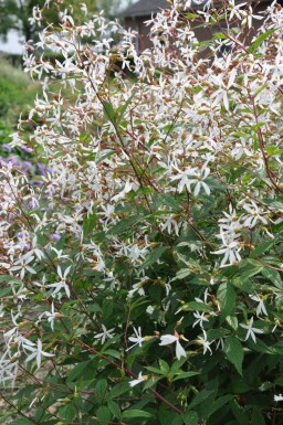 Bowman's root Gillenia trifoliata 5-10 pot P9 Gillenia trifoliata