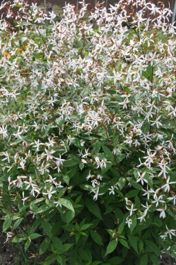 Bowman's root Gillenia trifoliata 5-10 pot P9 Gillenia trifoliata