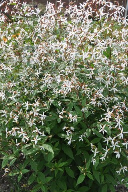 Bowman's root Gillenia trifoliata 5-10 pot P9