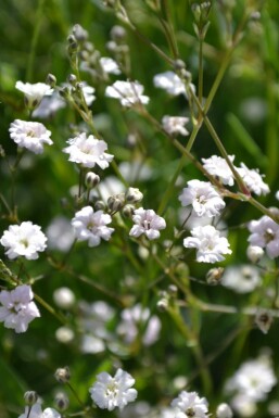 Baby's breath Gypsophila paniculata 'Rosenschleier' 5-10 pot P9 Gypsophila paniculata 'Rosenschleier'