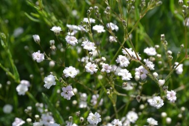 Baby's breath Gypsophila paniculata 'Rosenschleier' 5-10 pot P9 Gypsophila paniculata 'Rosenschleier'