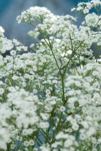 Baby's breath Gypsophila paniculata 'Schneeflocke' 5-10 pot P9 Gypsophila paniculata 'Schneeflocke'