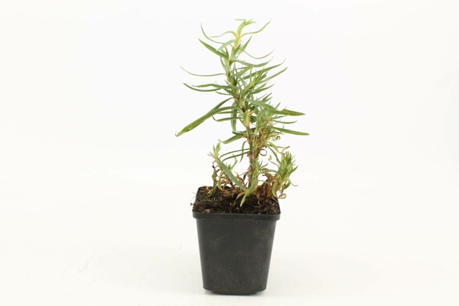 Baby's breath Gypsophila paniculata 'Schneeflocke' 5-10 pot P9 Gypsophila paniculata 'Schneeflocke'