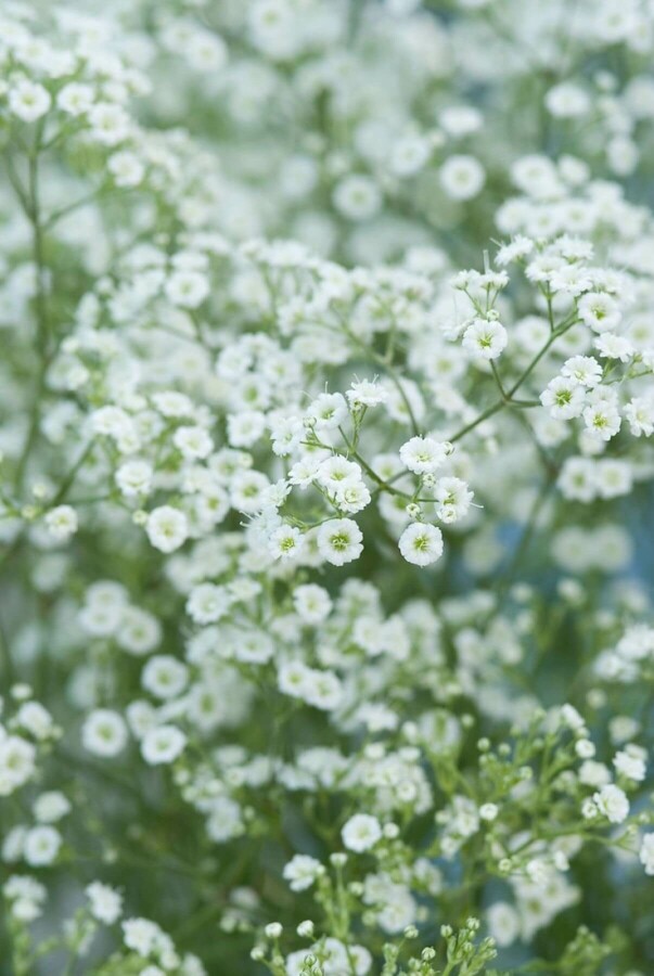 Baby's breath Gypsophila paniculata 'Schneeflocke' 5-10 pot P9 Gypsophila paniculata 'Schneeflocke'