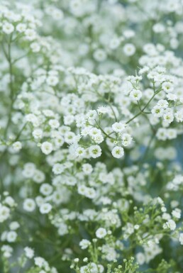 Baby's breath Gypsophila paniculata 'Schneeflocke' 5-10 pot P9 Gypsophila paniculata 'Schneeflocke'