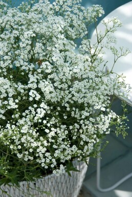 Baby's breath Gypsophila paniculata 'Schneeflocke' 5-10 pot P9 Gypsophila paniculata 'Schneeflocke'
