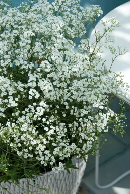 Baby's breath Gypsophila paniculata 'Schneeflocke' 5-10 pot P9