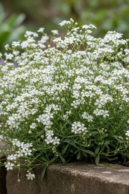 Creeping gypsophila Gypsophila repens 'Alba' 5-10 pot P9 Gypsophila repens 'Alba'