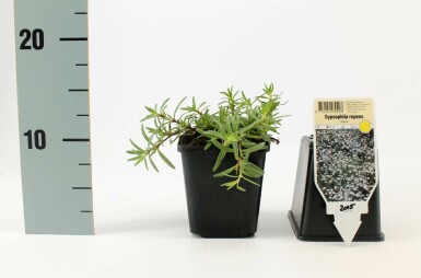 Creeping gypsophila Gypsophila repens 'Alba' 5-10 pot P9 Gypsophila repens 'Alba'