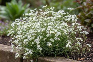 Gypsophila repens 'Alba'