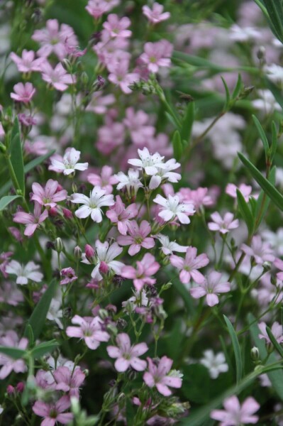 Creeping baby's breath Gypsophila repens 'Rosea' 5-10 pot P9 Gypsophila repens 'Rosea'