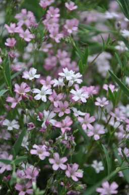 Gypsophila repens 'Rosea'