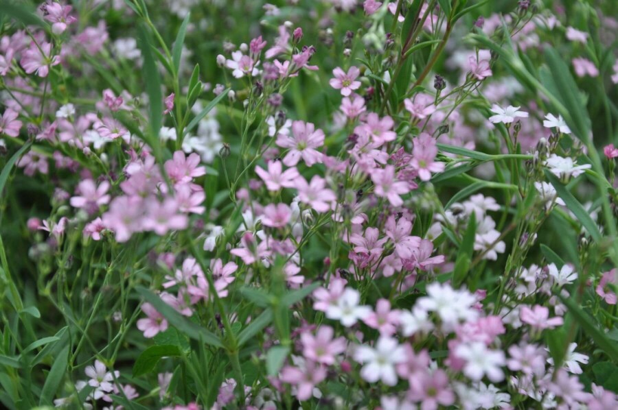 Creeping baby's breath Gypsophila repens 'Rosea' 5-10 pot P9 Gypsophila repens 'Rosea'