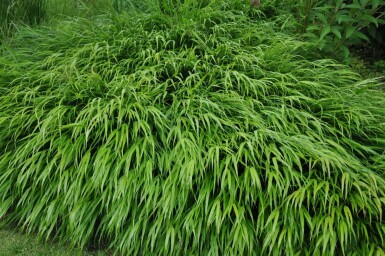 Japanese forest grass Hakonechloa macra 5-10 pot P9