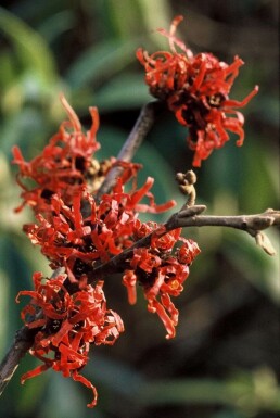 Witch hazel Hamamelis × intermedia 'Diana' shrub 80-100 pot C12