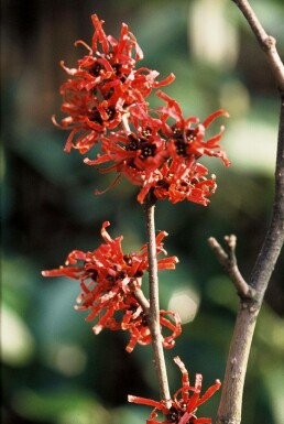 Witch hazel Hamamelis × intermedia 'Diana' shrub 80-100 pot C12