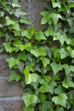 Common ivy Hedera helix 5-10 pot P9