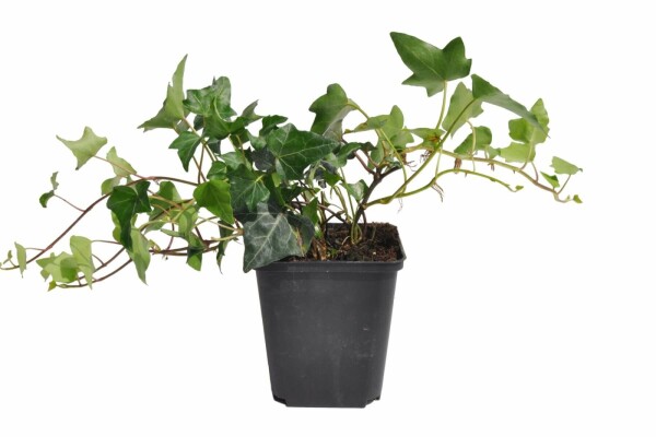 Hedera helix P9 5-10 cm