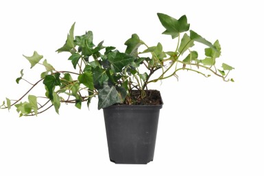 Common ivy Hedera helix 5-10 pot P9