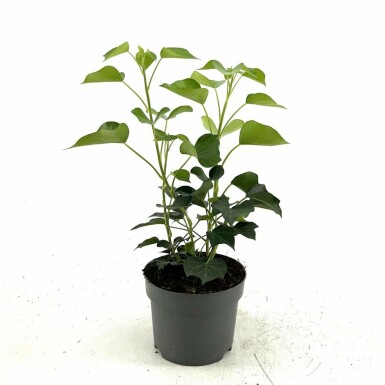Common ivy Hedera helix 'Arborescens' shrub 20-30 pot C2