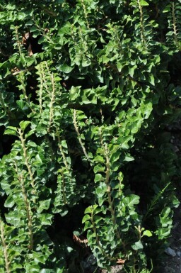 Ivy Hedera helix 'Erecta' shrub 30-40 pot C3
