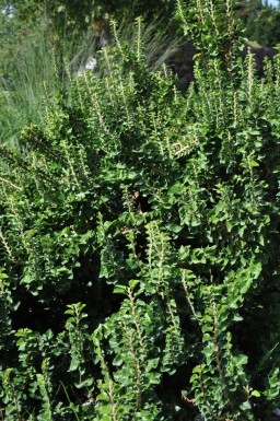 Ivy Hedera helix 'Erecta' shrub 30-40 pot C3