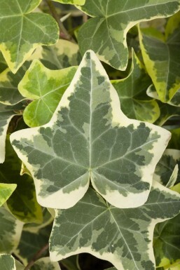 Ivy Hedera helix 'Glacier' 5-10 pot P9 Hedera helix 'Glacier'