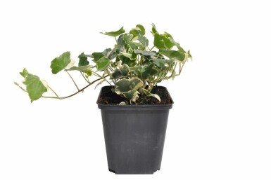 Ivy Hedera helix 'Glacier' 5-10 pot P9 Hedera helix 'Glacier'