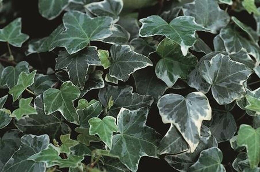 Ivy Hedera helix 'Glacier' 5-10 pot P9 Hedera helix 'Glacier'