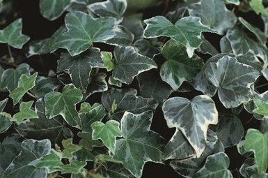 Ivy Hedera helix 'Glacier' 5-10 pot P9