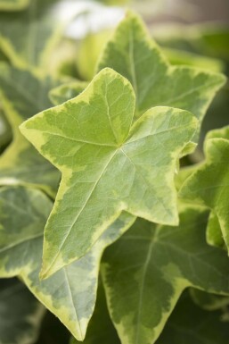 Ivy Hedera helix 'Goldchild' 5-10 pot P9 Hedera helix 'Goldchild'