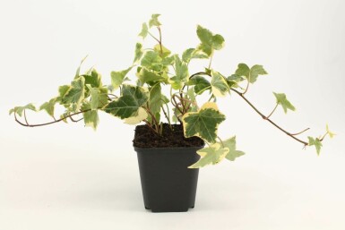 Ivy Hedera helix 'Goldchild' 5-10 pot P9