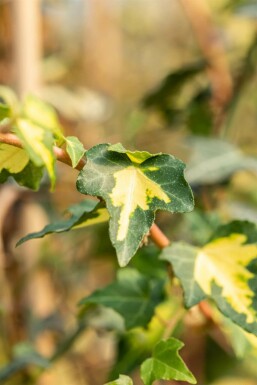 Ivy Hedera helix 'Goldheart' 5-10 pot P9